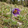 Purple pasqueflower with yellow center growing in grassy meadow